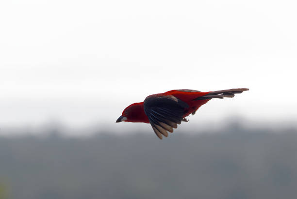 Profile of a Brazilian tanager flying. The Brazilian tanager (Ramphocelus bresilius) is a species of bird in the Thraupidae family. It is endemic to Brazil, occurring in the coastal region from Paraíba and southwards to Santa Catarina. Its natural habitats are mostly Atlantic coast restingas, including also subtropical or tropical moist lowland forests, subtropical or tropical dry shrub-land, and heavily degraded former forest. A frugivorous bird, it's easily found in its natural biome wherever there's enough food available, tending to behave aggressively towards other species of birds when disputing for food. Can be seen in cities, for example in the vicinity of the Sugar Loaf Mountain in Rio de Janeiro. Nests by building a cup-shaped nest hidden amongst foliage, where it lays two to three greenish-blue, black-spotted eggs.