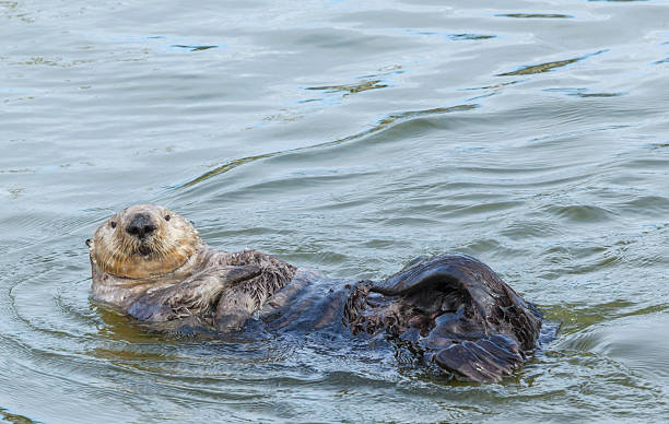 istock Wild California Sea Otter 528067833