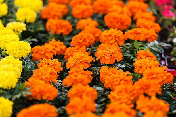 kolorowe kwiaty - wystawa ogrodnicza zdjęcia i obrazy z banku zdjęć