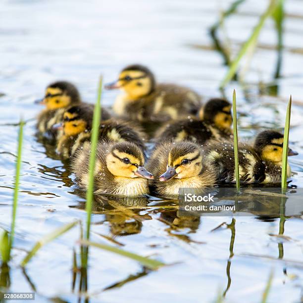 Ducklings Flock In Water Stock Photo - Download Image Now - Duckling, Lake, Swimming