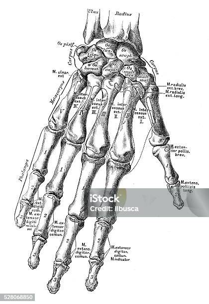 Human Anatomy Scientific Illustrations Hand Bones Stock Illustration - Download Image Now - Anatomy, People, Drawing - Art Product