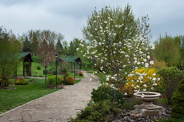 istock spring landcape with magnolia in bloom 528069526