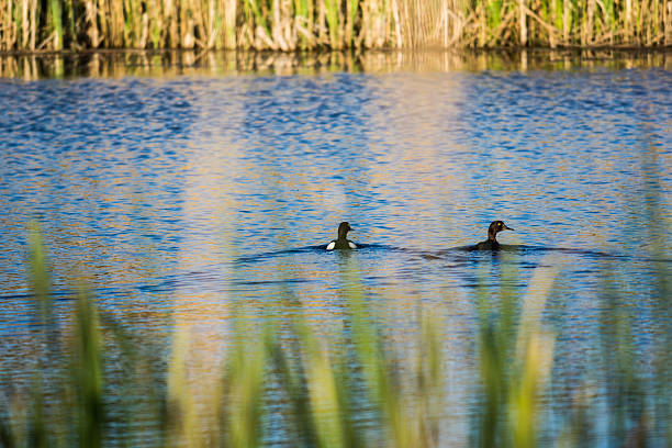 Ducks swimming on a small body of water stock photo