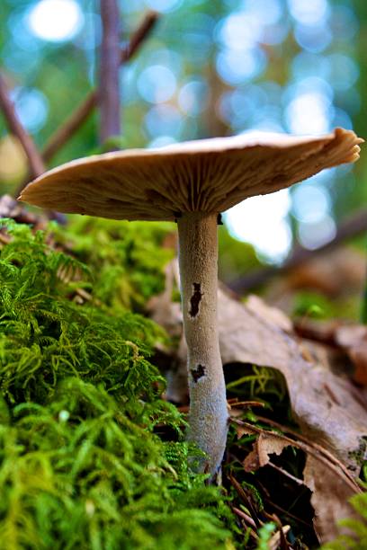 istock Underside View of a Mushroom Growing Out of Moss 528070473