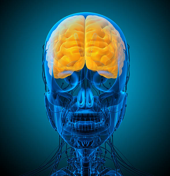 3 d render medical ilustración del cerebro - brain human spine brain stem cerebellum fotografías e imágenes de stock