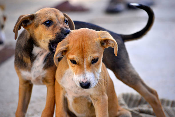 istock playful puppies in the morning 528071836
