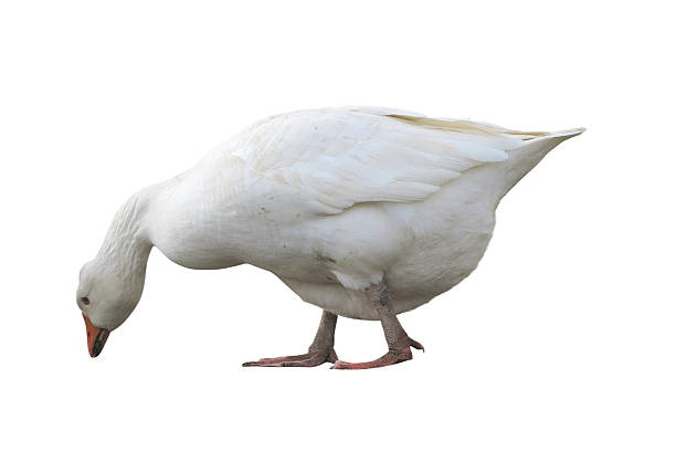 istock White domestic goose isolated 528072396