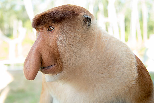 istock The proboscis monkey or long-nosed monkey, known as the bekantan 528072896