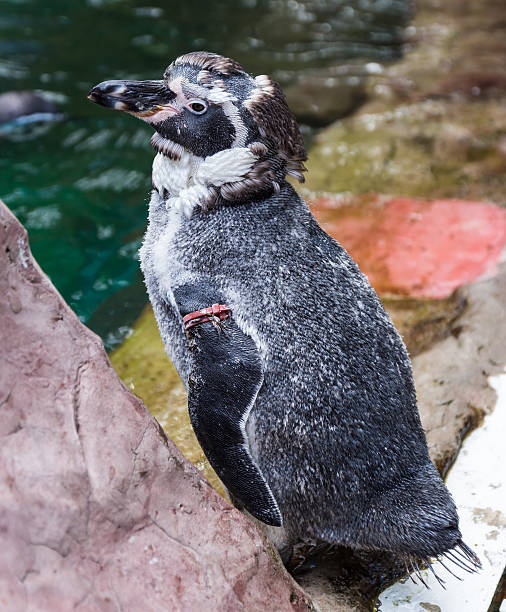 pingüino africanos moults su feathers - jackass penguin penguin zoo swimming animal fotografías e imágenes de stock