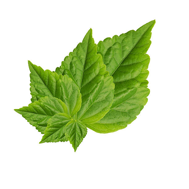 istock Abstract of green leaf isolated on white background 528100477