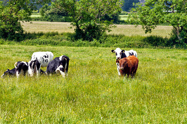istock Cattle feeing on lush grass in the countryside 528101559