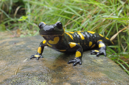 Portrait of a Fire Salamander. Selective focus on the eyes. Blurred background. Location: Hausham, Upper Bavaria, Bavaria, Germany.