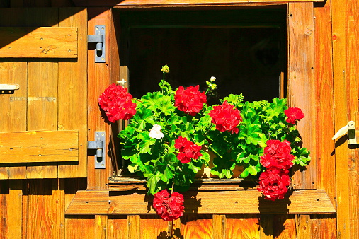 Pink rose bush and old rustic building with large window.