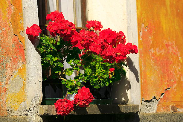 istock Geranium flower pots at mediterranean window, Venice 528102087