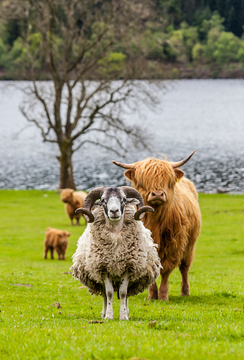 Incredible scottish cattle and sheep - long hair, mighty horn, Scotland