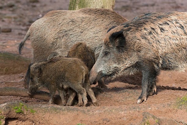 istock Wild hog [Am.], wild boar [Sus scrofa] 528103293