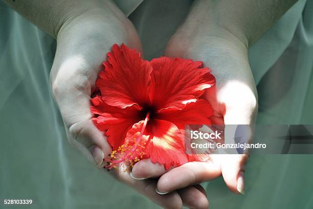 Red Hibiscus Flower On Hands Backgrounds Nature Stock Photo - Download Image Now - Beautiful People, Beauty, Beauty In Nature