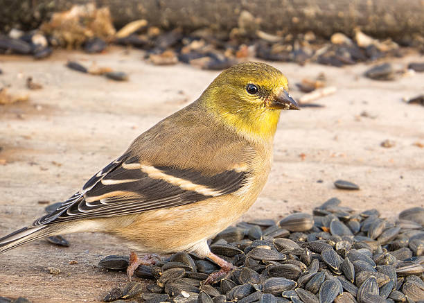 американский goldfinch-chardonneret желтый - lifer стоковые фото и изображения