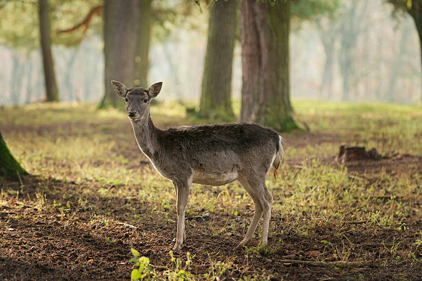 Red deer female on a glade