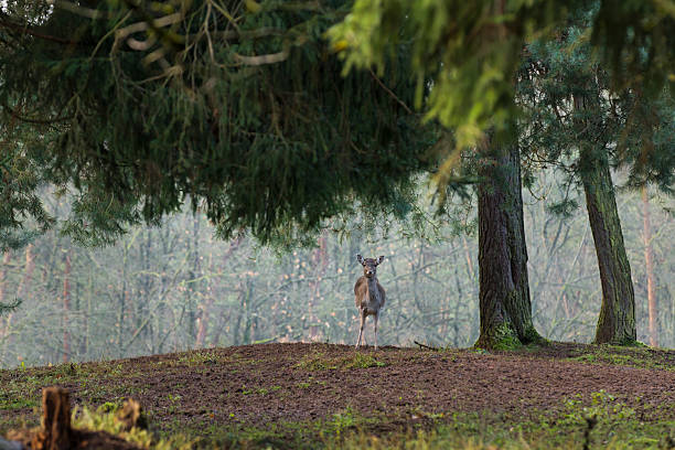 istock Red deer female on a glade 528103593