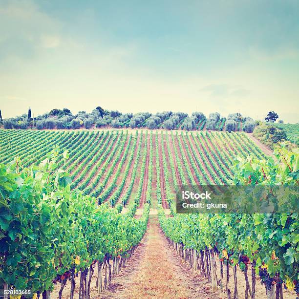 Vine And Olive Stock Photo - Download Image Now - Agricultural Field, Agriculture, Autumn
