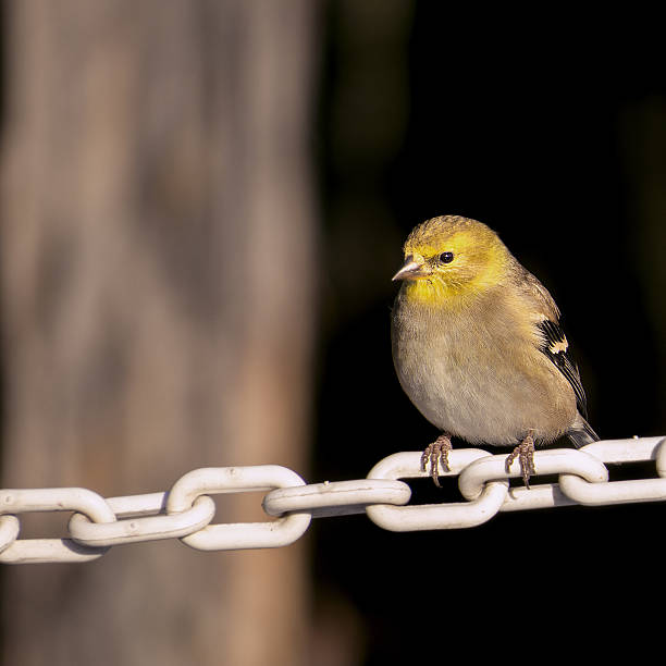 американский goldfinch-chardonneret желтый - lifer стоковые фото и изображения