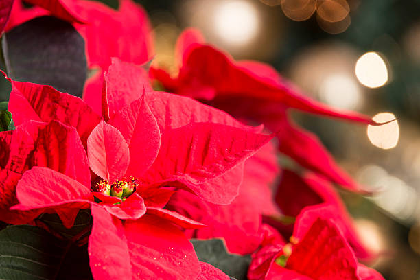 istock Poinsettia and Christmas Lights 528104221