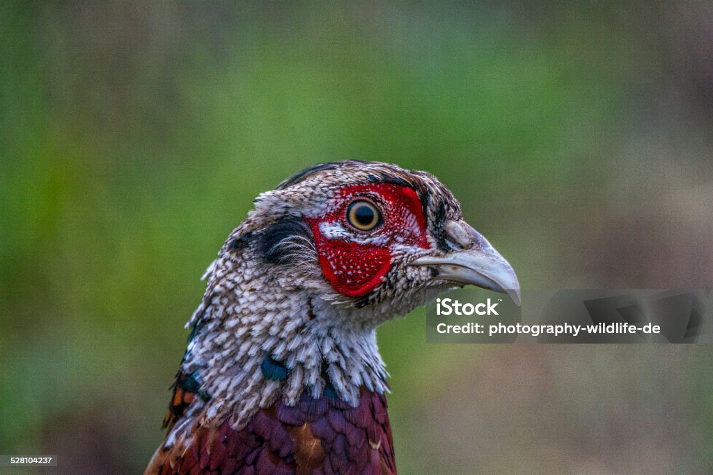 Portrait pheasant Fasarn Portrait Agricultural Field Stock Photo