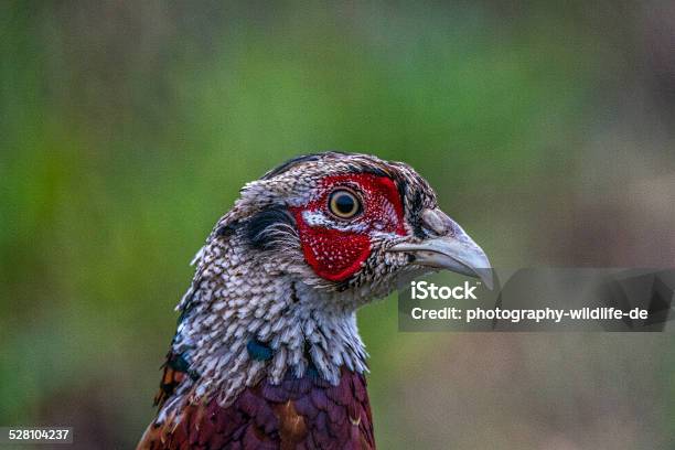 Portrait Pheasant Stock Photo - Download Image Now - Agricultural Field, Animal, Animal Wildlife