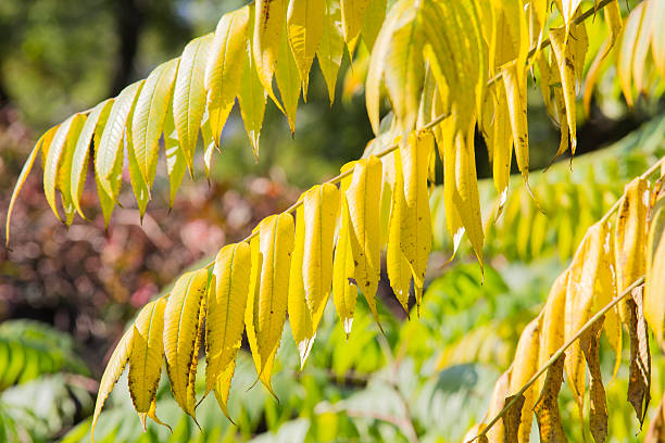 istock yellow autumn leaves 528104715