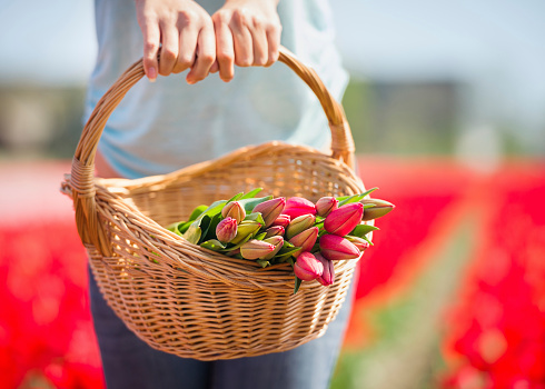 A woman showing a bunch of tulips in a traditional wicker basket, freshly picked from a Dutch field.