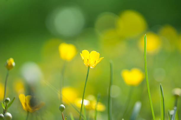 istock Buttercup flowers in the field. 528105245