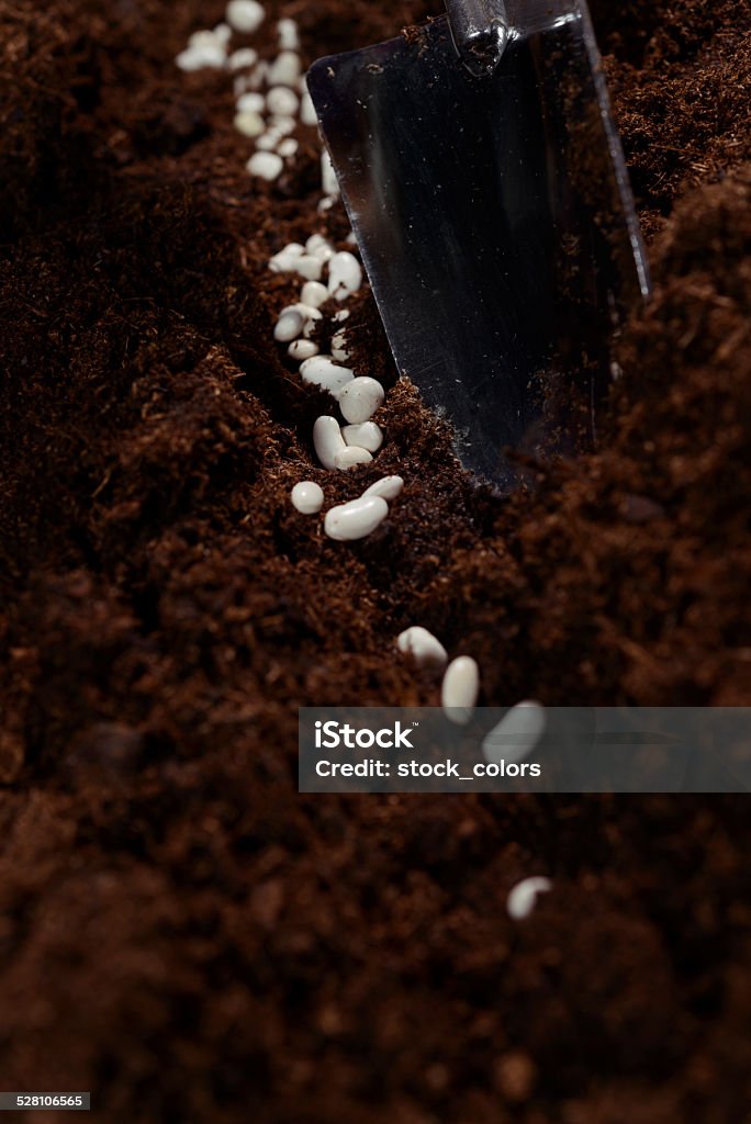 planting beans white beans seeds planting. Agriculture Stock Photo
