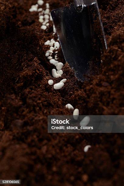 Planting Beans Stock Photo - Download Image Now - Agriculture, Bean, Brown