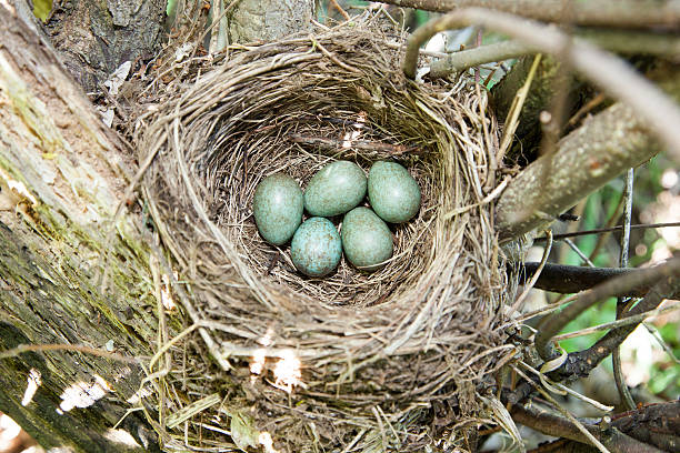 istock Nest with eggs. Turdus merula, Blackbird. 528106797