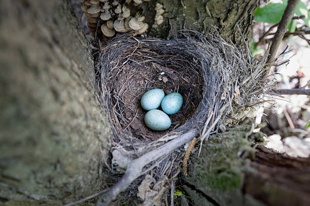istock Nest with eggs. Turdus merula, Blackbird. 528106813