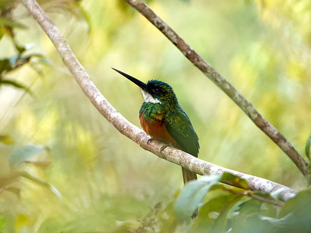 istock Green-tailed Jacamar stands alone on a branch amidst green foliage. 528106999