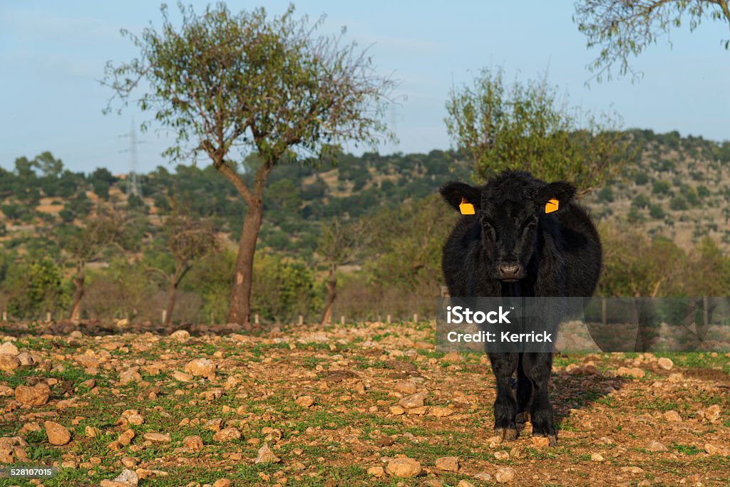 Black angus cattle Back angus cattle, young male calf Aberdeen Angus Cattle Stock Photo