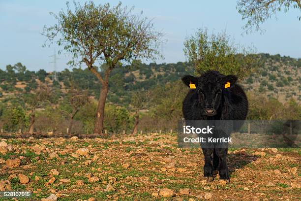 Black Angus Cattle Stock Photo - Download Image Now - Aberdeen Angus Cattle, Animal, At The Bottom Of