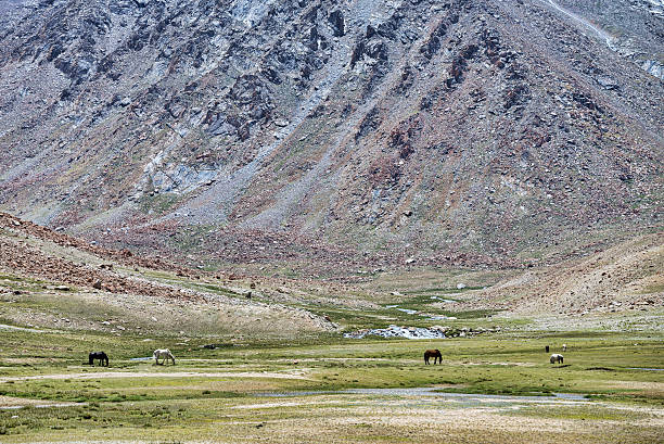 istock Horses feeding on pasture in high mountains 528107049