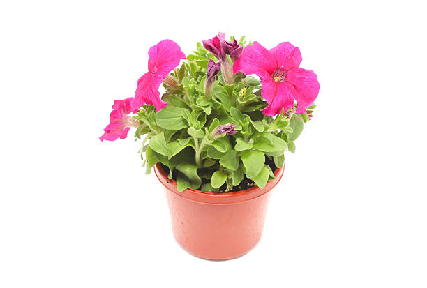 istock Pink petunias 528107383