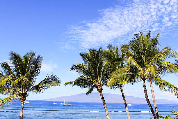istock Palm trees against blue sky and ocean 528129673