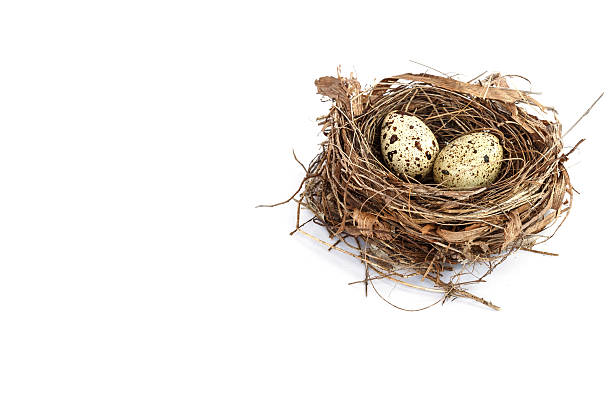 istock Quail eggs in the nest isolated on white background 528129743