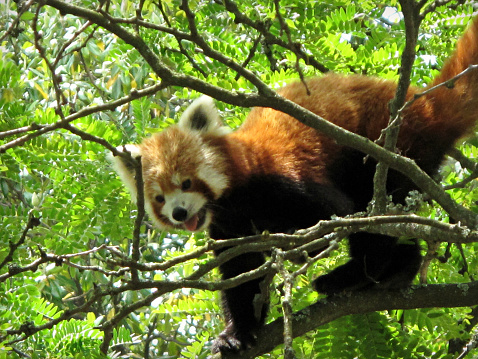 Red panda climbing down a tree.