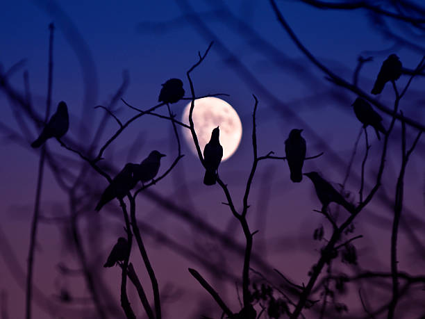 istock Crow Silhouetted against the night 528130117
