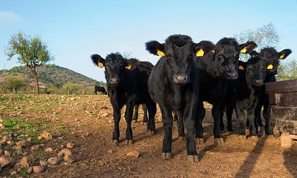 Back angus cattles, young male calfs