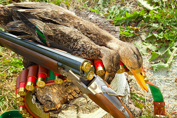 istock Gun, duck and hunting ammunition 528130865
