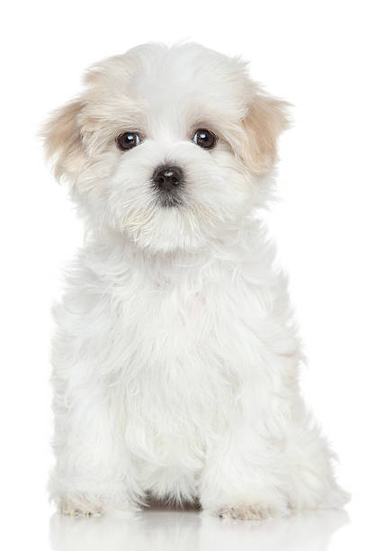 istock Maltese puppy on white background 528131017