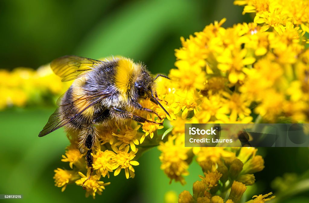 Bumblebee on a yellow flower Bumblebee (Bombus pascuorum) on a yellow flower Animal Stock Photo