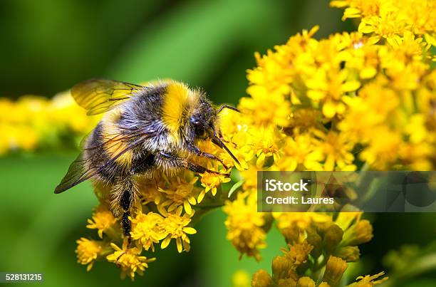 Bumblebee On A Yellow Flower Stock Photo - Download Image Now - Animal, Animal Body Part, Animal Wildlife